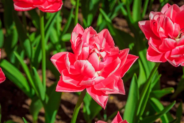 Flowerbeds, planted with flowers tulips. An abundance of tulips. Close-up of a tulip. A flower is a tulip.Blooming flower tulip close-up a lot