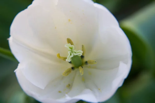 Blomrabatter Planteras Med Blommor Tulpaner Ett Överflöd Tulpaner Närbild Tulpan — Stockfoto