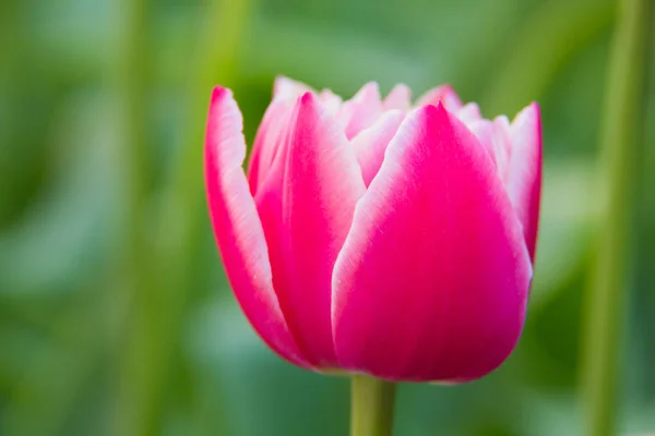 Flowerbeds, planted with flowers tulips. An abundance of tulips. Close-up of a tulip. A flower is a tulip.Blooming flower tulip close-up a lot