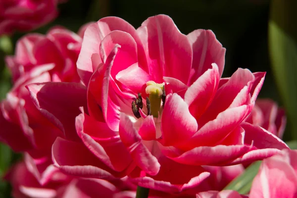 Flowerbeds, planted with flowers tulips. An abundance of tulips. Close-up of a tulip. A flower is a tulip.Blooming flower tulip close-up a lot — Stock Image Flowerbeds Planted Flowers Tulips Abundance Tulips Close Tulip Flower Tulip Stock Picture
