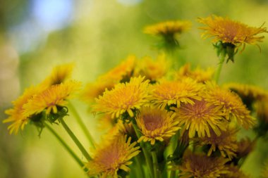 Dandelions bir vazo içinde bir buket