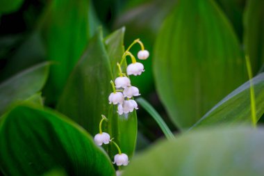 Kırmızı bir kitaptan - Lily vadi çiçek. Nadir çiçek