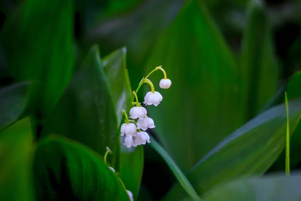 Blomma Från Röd Bok Liljekonvalj Sällsynta Blommor — Stockfoto