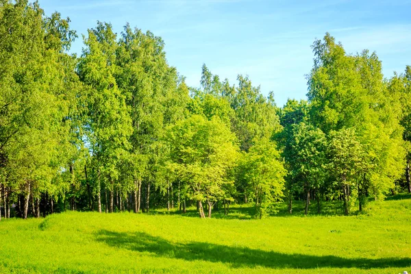 Parlak yaz park peyzaj