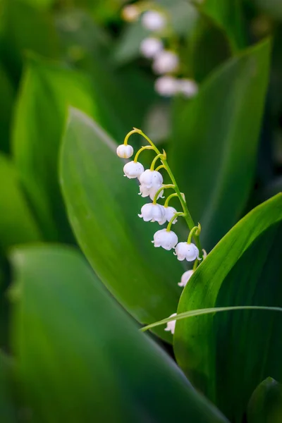 Featured image of post Imagens De Flores Raras Voc est procurando imagens ou vetores flor imagens png