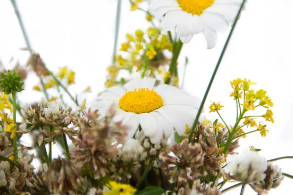 Ramo Flores Silvestres Sobre Fondo Blanco Ramo Verano — Foto de Stock