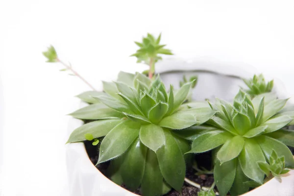 Sebuah Bunga Rumah Tumbuh Dalam Pot Dengan Latar Belakang Putih — Stok Foto
