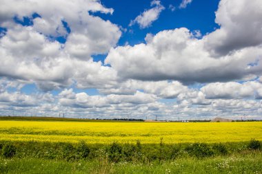 Yaz parlak alan manzara