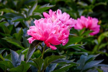 Güzel çiçek açan peonies çiçekler