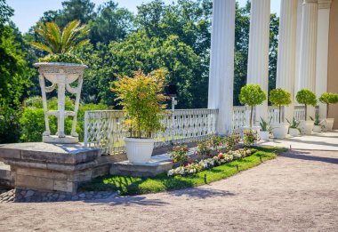 Bir tencerede dekoratif palm