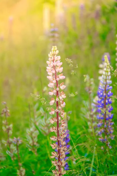 Fleurs Lupin Délicates Fleurissent — Photo