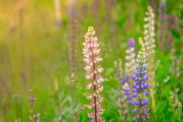 Flori Delicate Lupin Înfloresc — Fotografie, imagine de stoc