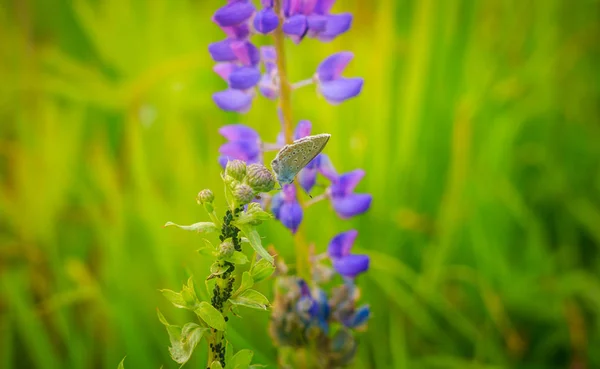 Virág Mező Szürke Lepke — Stock Fotó