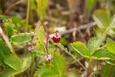 Kırmızı sulu çilek alanında