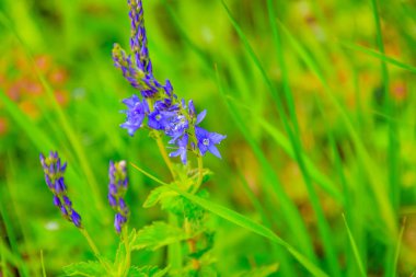 Yaz parlak çiçekler Rusya'da