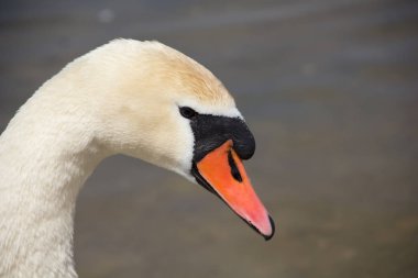 Özgürlük içinde yaşamak, güzel beyaz bir kuğu portresi