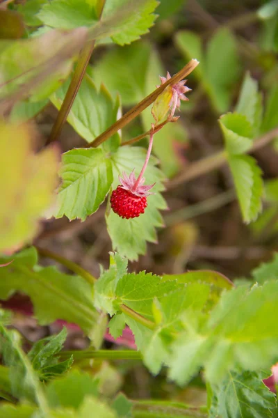 田野里的红汁草莓 — 图库照片