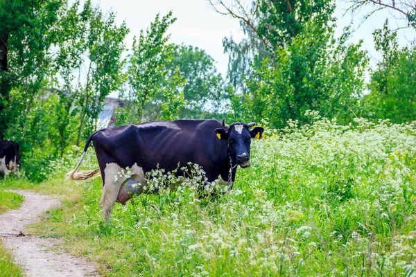 Uma Vaca Está Pastando Campo Com Grama — Fotografia de Stock