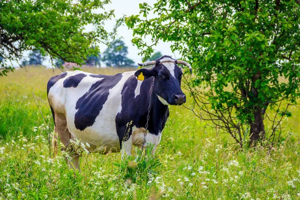 Uma Vaca Está Pastando Campo Com Grama — Fotografia de Stock