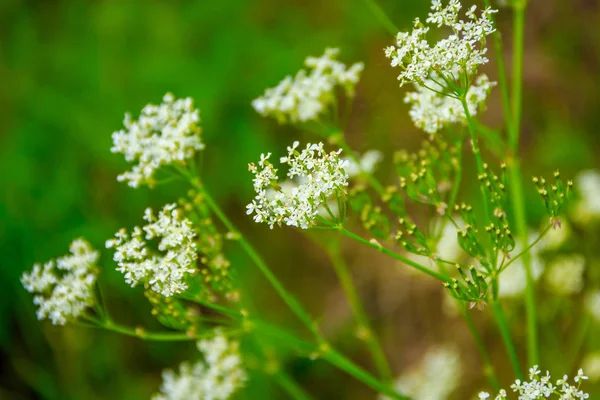 Sommaren Ljusa Blommor Ryssland — Stockfoto