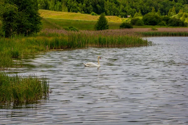 Portrait Beautiful White Swan Living Freedom — Stock Photo, Image