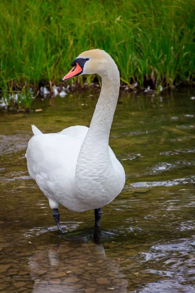 Retrato Belo Cisne Branco Vivendo Liberdade — Fotografia de Stock