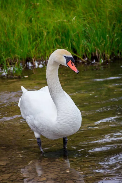 Портрет Прекрасного Белого Лебедя Живущего Свободе — стоковое фото