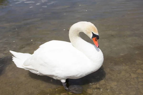 Porträt Eines Schönen Weißen Schwans Der Freiheit Lebt — Stockfoto