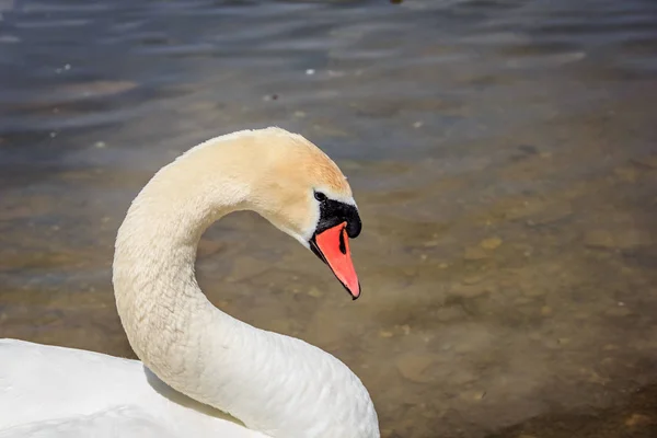 Портрет Красивого Білого Лебедя Живе Свободі — стокове фото