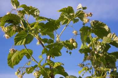 Ahududu çalı ahududu dallarında