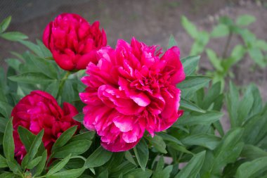 Büyük kızıl peony çiçek açan