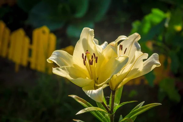 Квітка Квітучої Лілії — стокове фото