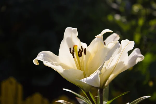 開花のユリの花 — ストック写真