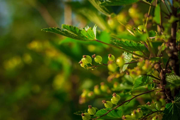 Jeune Groseille Sur Une Branche Buisson — Photo