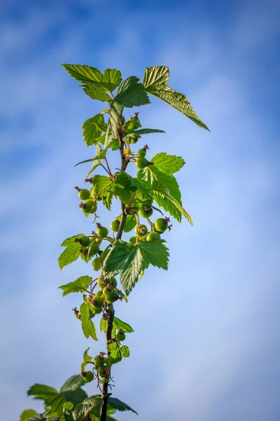 Unga Vinbär Bush Gren — Stockfoto