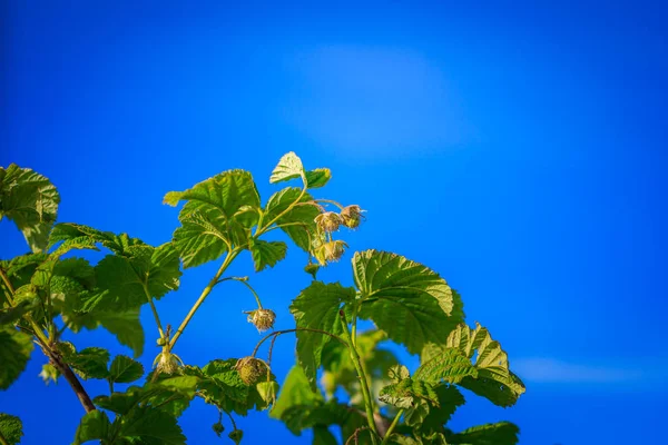 Ветви Малинового Куста Малина — стоковое фото