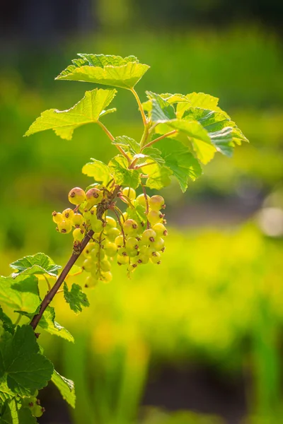 Unga Vinbär Bush Gren — Stockfoto