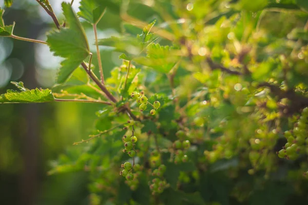 Unga Vinbär Bush Gren — Stockfoto