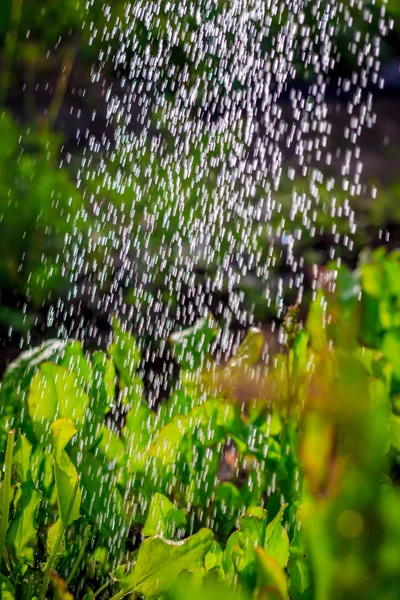 从浇水罐中浇灌花园里的植物 — 图库照片