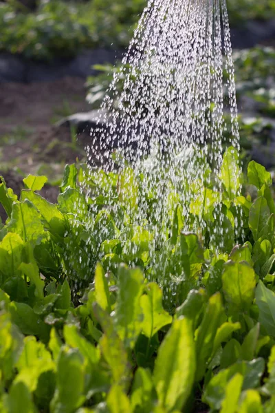 Sulama olabilir bahçedeki bitkilerin sulama