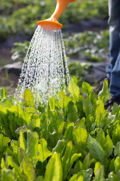 Tanaman Berair Kebun Dari Kaleng Berair — Stok Foto