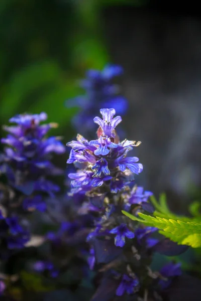 Цветущий Фиолетовый Цветок — стоковое фото