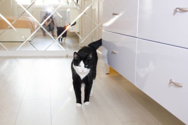 Ev yapımı siyah-beyaz kedi