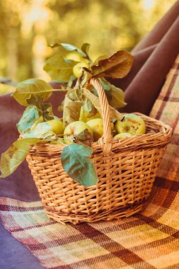 Sepet elma ile. Sonbaharda hasat. Ev yapımı elma sepeti toplanan. Sağlıklı gıda