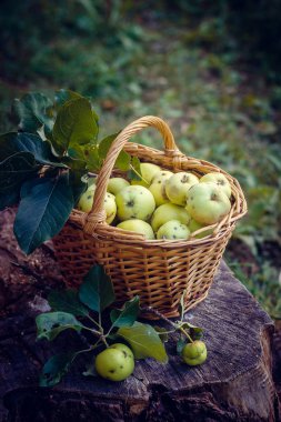 Sepet elma ile. Sonbaharda hasat. Ev yapımı elma sepeti toplanan. Sağlıklı gıda