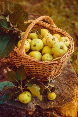 Sepet elma ile. Sonbaharda hasat. Ev yapımı elma sepeti toplanan. Sağlıklı gıda