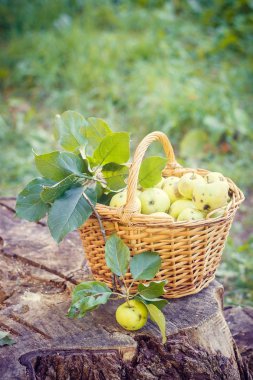 Sepet elma ile. Sonbaharda hasat. Ev yapımı elma sepeti toplanan. Sağlıklı gıda