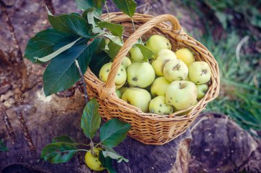 Sepet elma ile. Sonbaharda hasat. Ev yapımı elma sepeti toplanan. Sağlıklı gıda