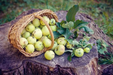 Sepet elma ile. Sonbaharda hasat. Ev yapımı elma sepeti toplanan. Sağlıklı gıda