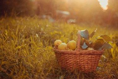 Sepet elma ile. Sonbaharda hasat. Ev yapımı elma sepeti toplanan. Sağlıklı gıda